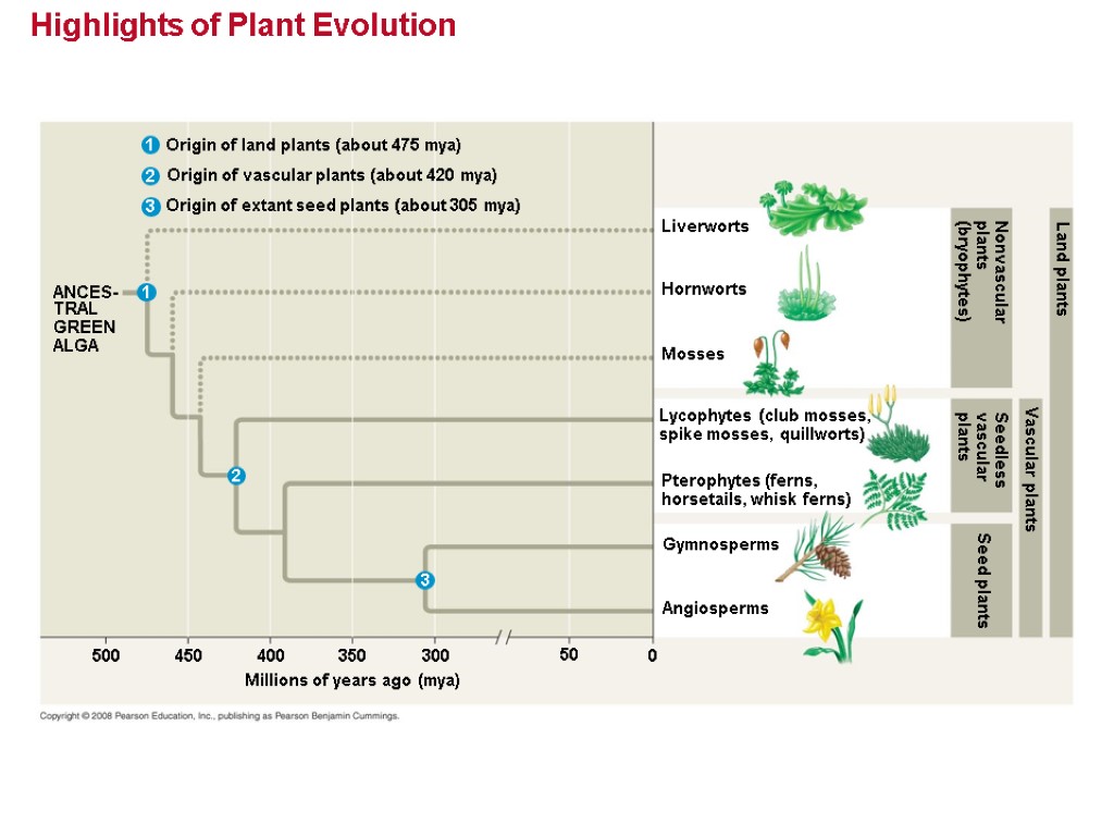 Highlights of Plant Evolution Origin of land plants (about 475 mya) 1 2 3